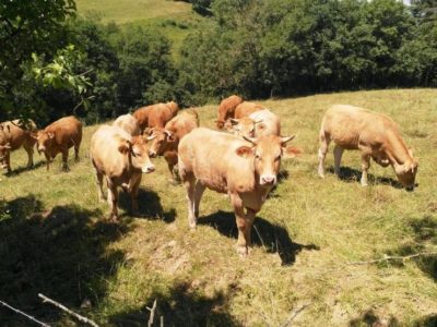 La Sérénité local cattle